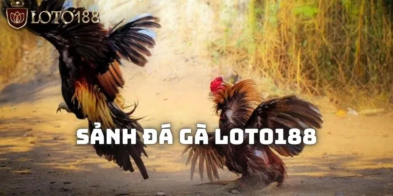Đôi nét về sảnh đá gà Loto188 online